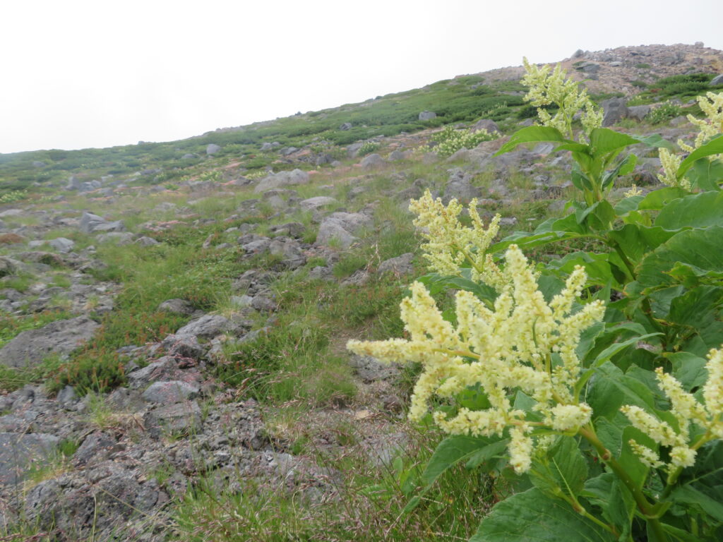 高山植物 No.9
オンタデ(御蓼)
<千蛇ヶ池~室堂>
