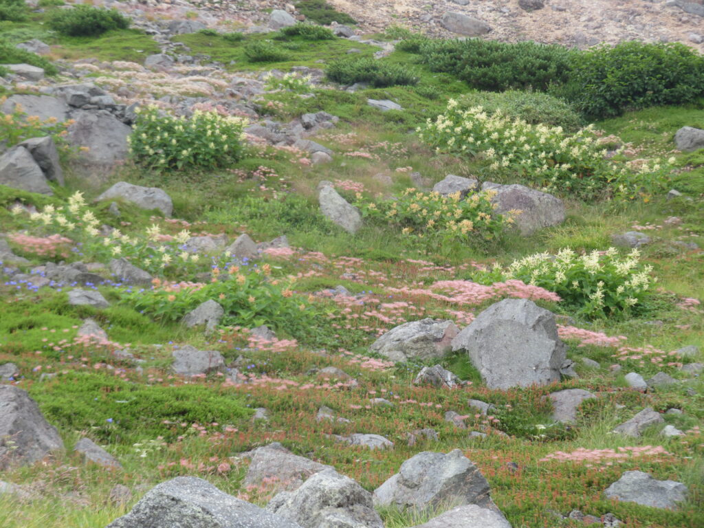高山植物 No.8
オンタデ(御蓼)
一面にたくさん咲いています!
<千蛇ヶ池~室堂>