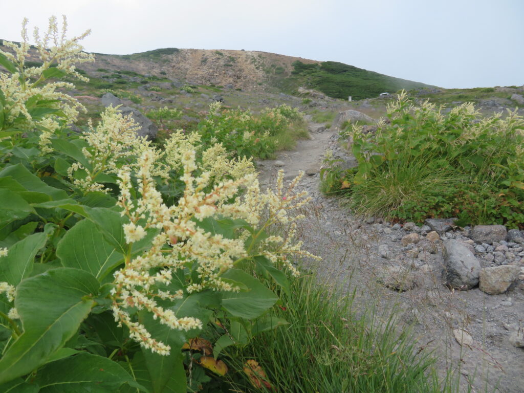 高山植物 No.7
オンタデ(御蓼)
<千蛇ヶ池~室堂>