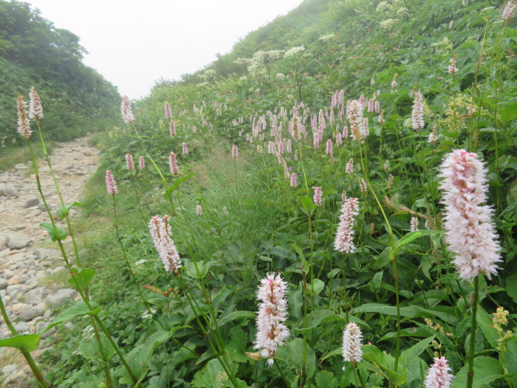 高山植物 No.13
イブキトラノオ(伊吹虎尾)
<観光新道>