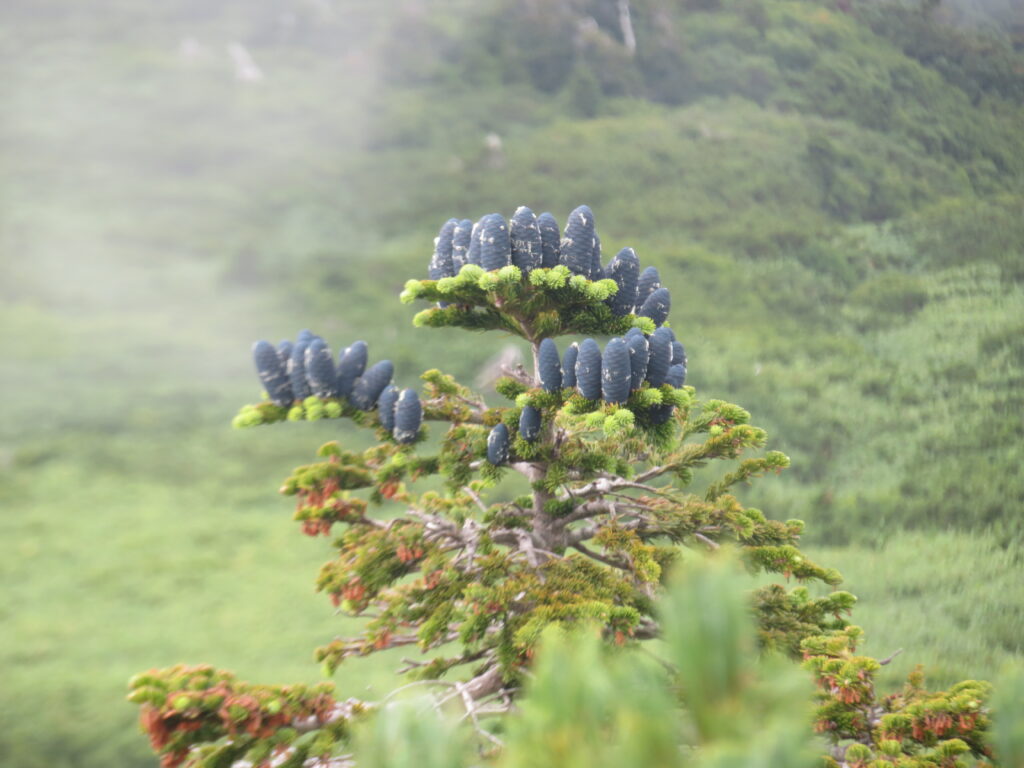 高山植物 No.12
オオシラビソ(大白檜曽)
黒い松ぼっくりがめずらしいですね!
<弥陀ヶ原>