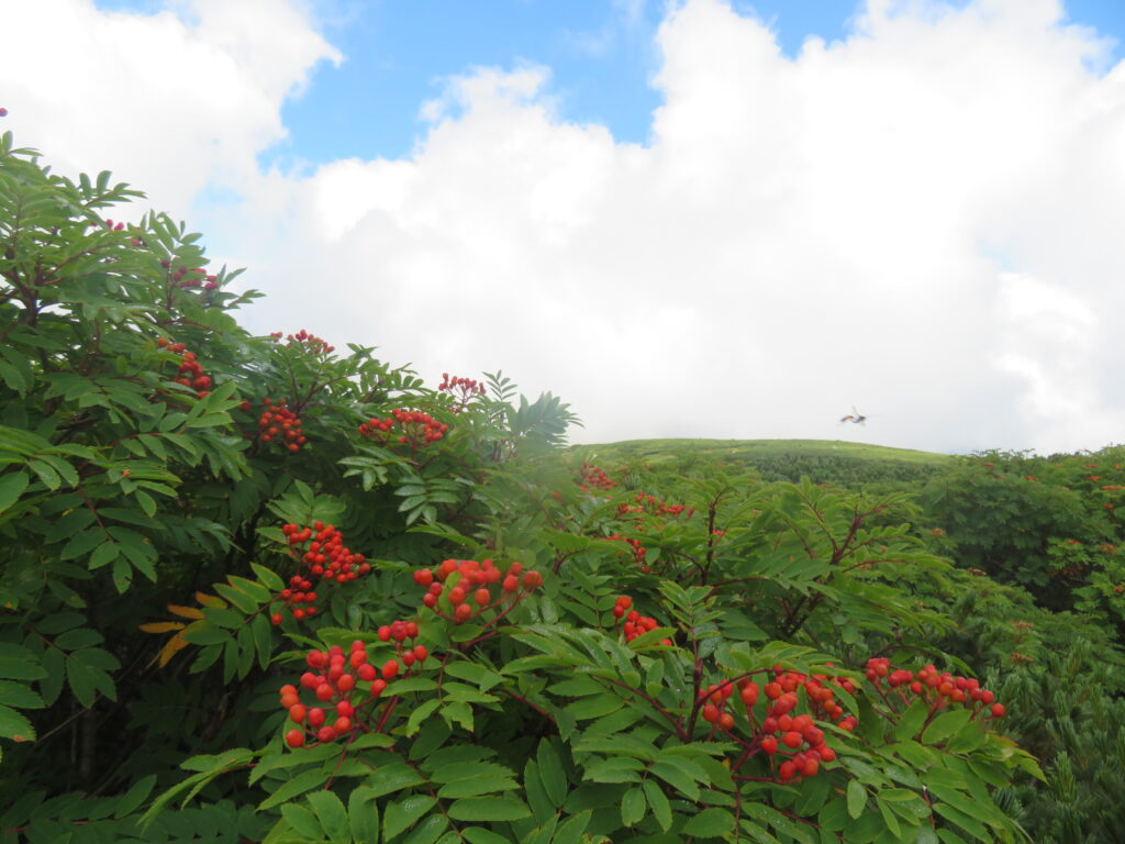 高山植物 No.11
ナナカマド(七竈)
聞いたことがある名前!
<千蛇ヶ池~室堂>