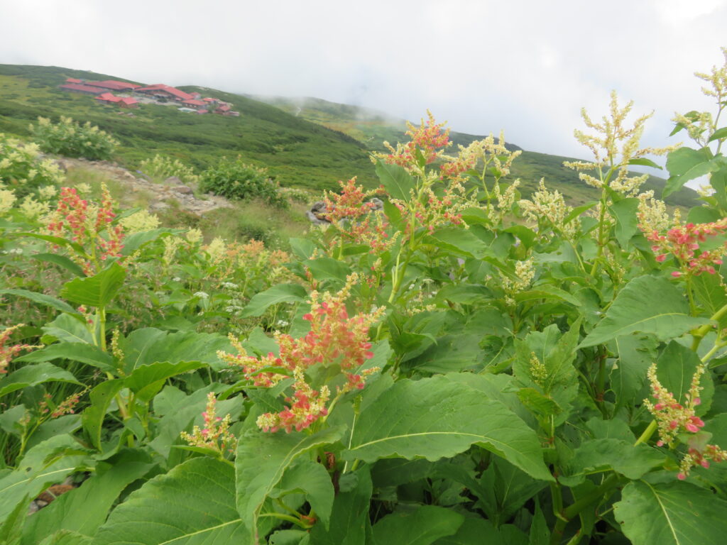 高山植物 No.10
オンタデ(御蓼)
ピンクの果実が可愛い!
<千蛇ヶ池~室堂>