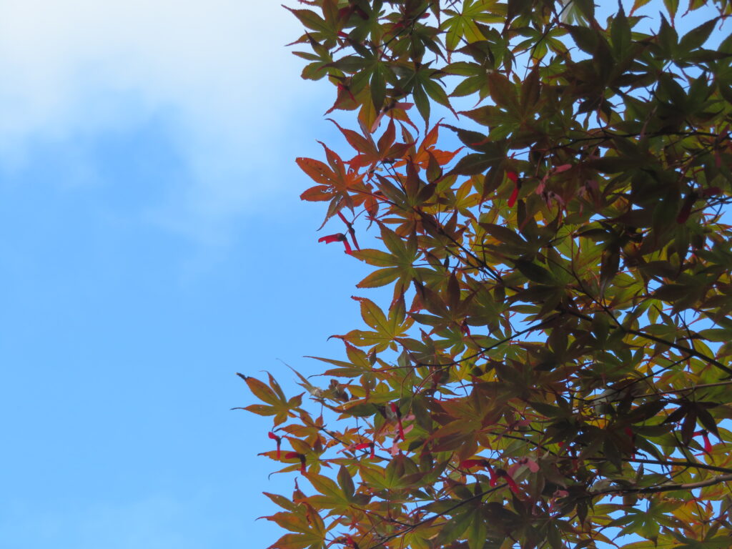 青空ともみじ🍁