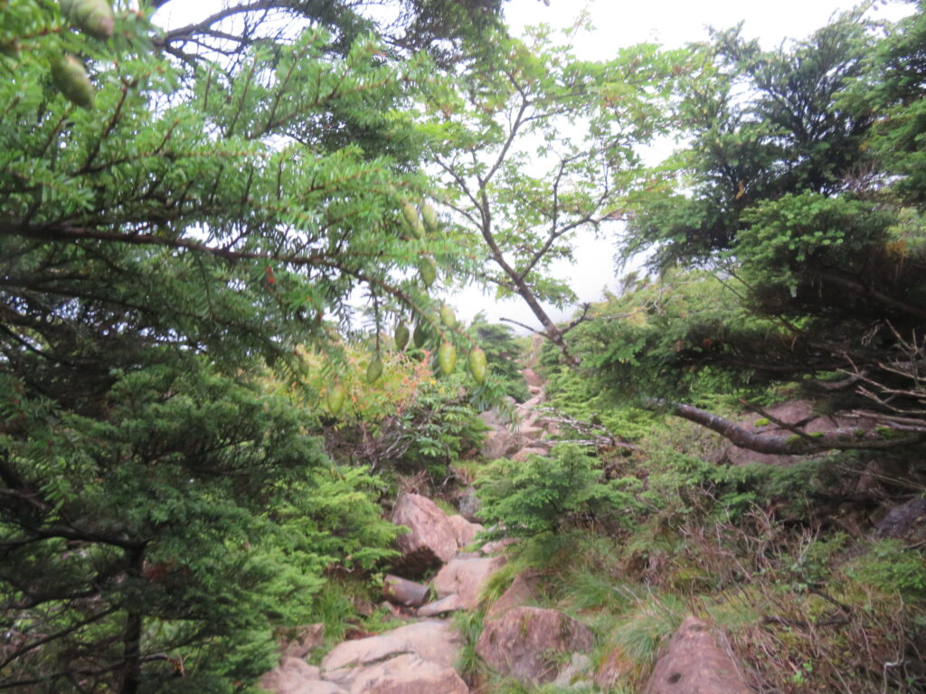 しばらく樹林帯を進みます
すぐに森林限界を越えます