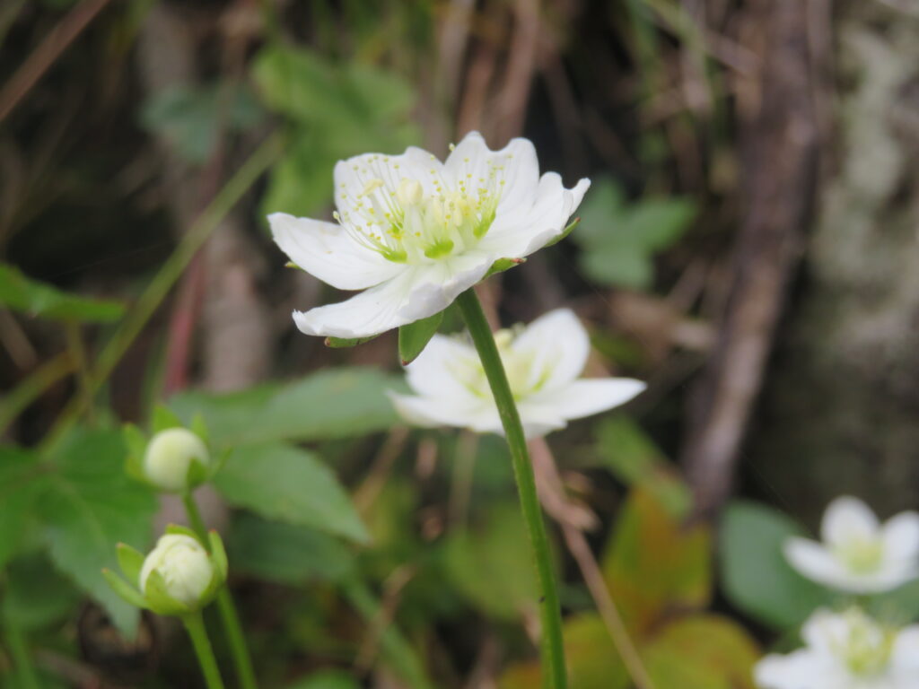 ウメバチソウ(梅鉢草)
綺麗に撮れました🌼