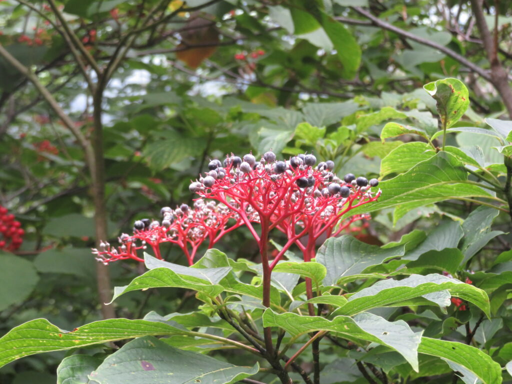 クマノミズキ(熊野水木)
すごい綺麗な花ですね!