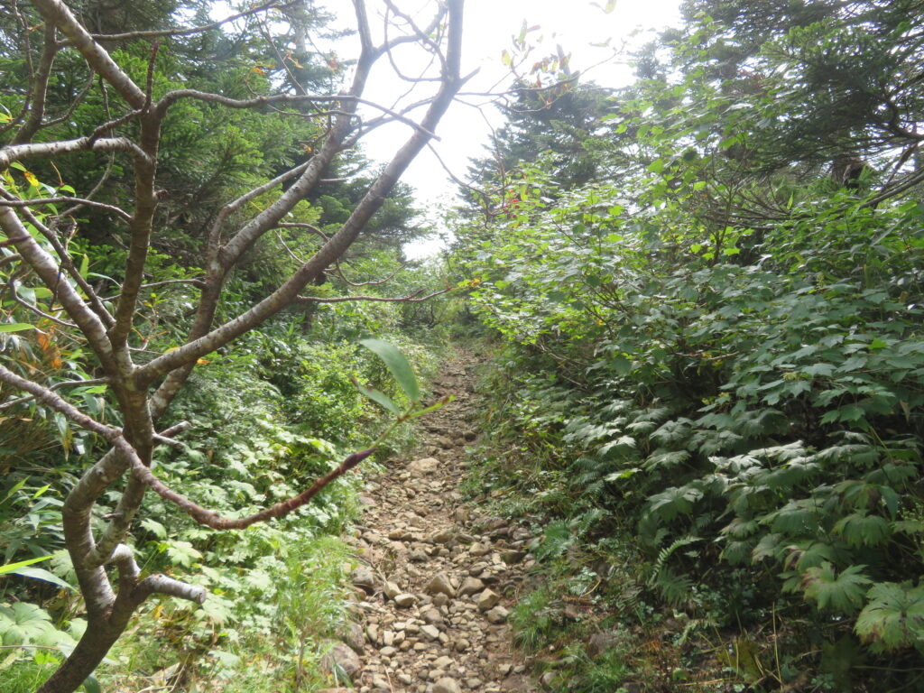 唯一の登山道らしい道