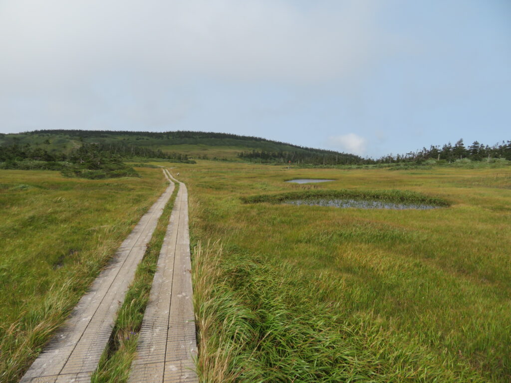 分岐に戻ってきました
今度は山頂を目指します