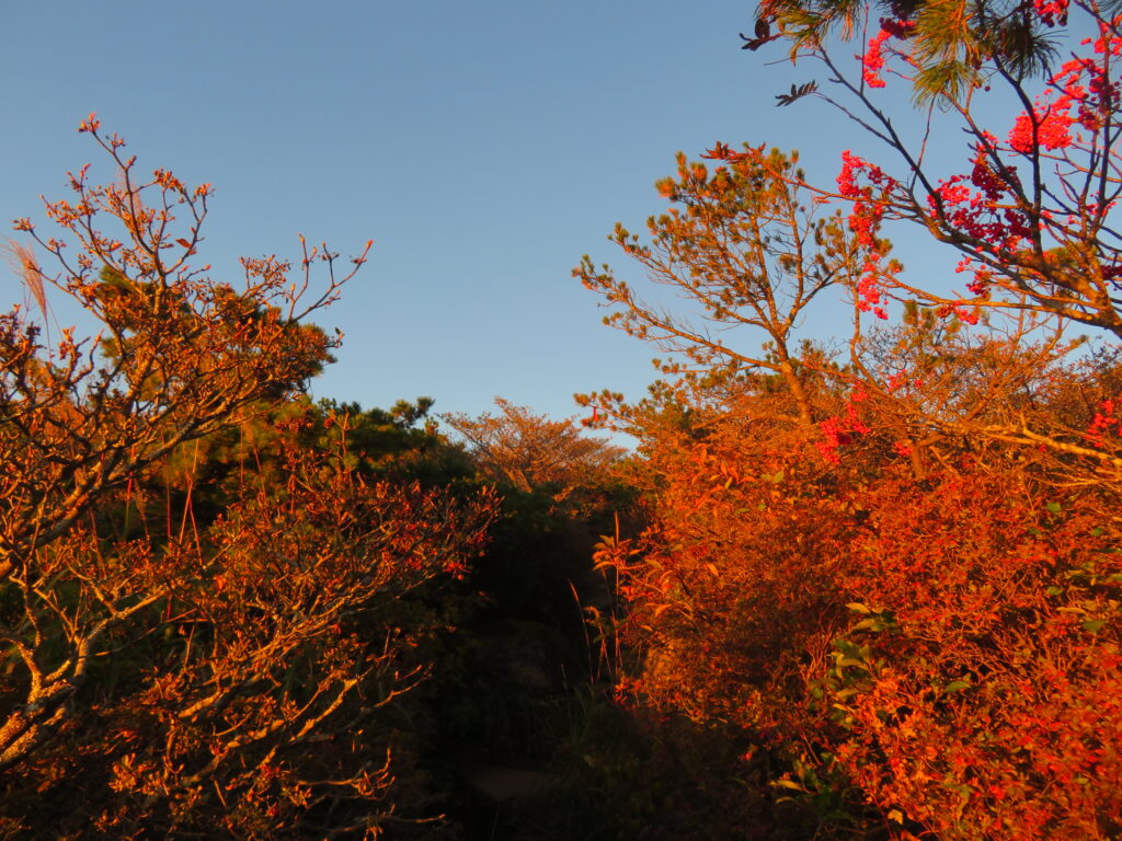 素晴らしい紅葉🍁