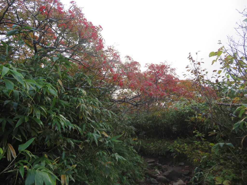 ナナカマドのトンネル