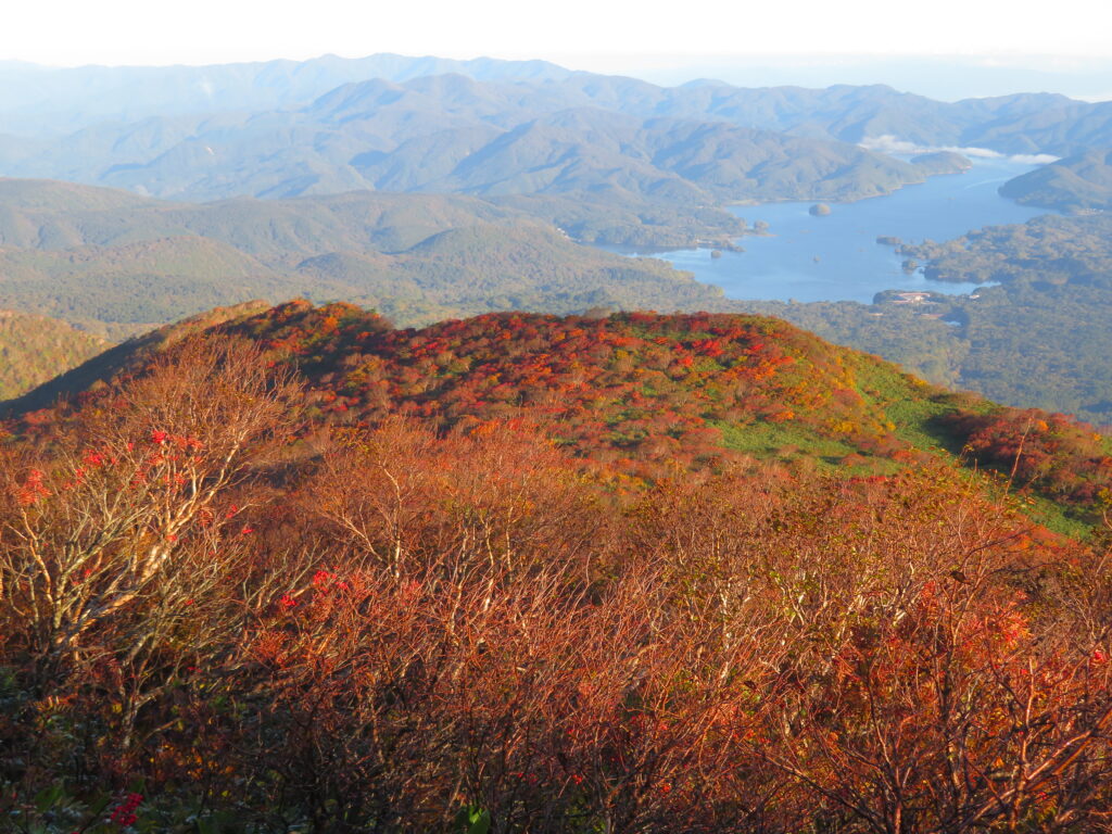 燃えるような鮮やかな紅葉🍁