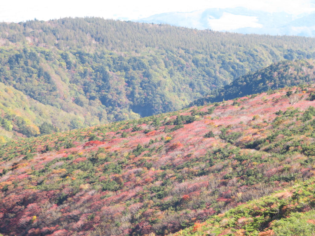 見事な紅葉③🍁