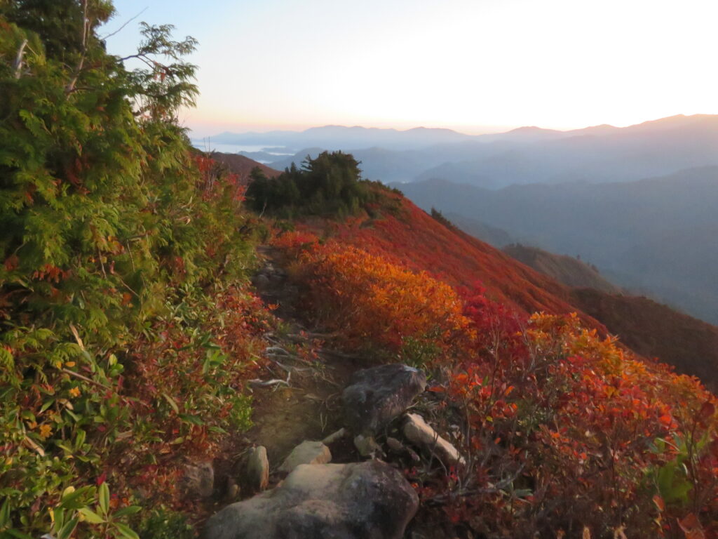 真っ赤な紅葉🍁