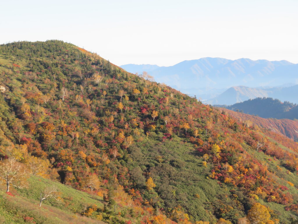 紅葉が綺麗です