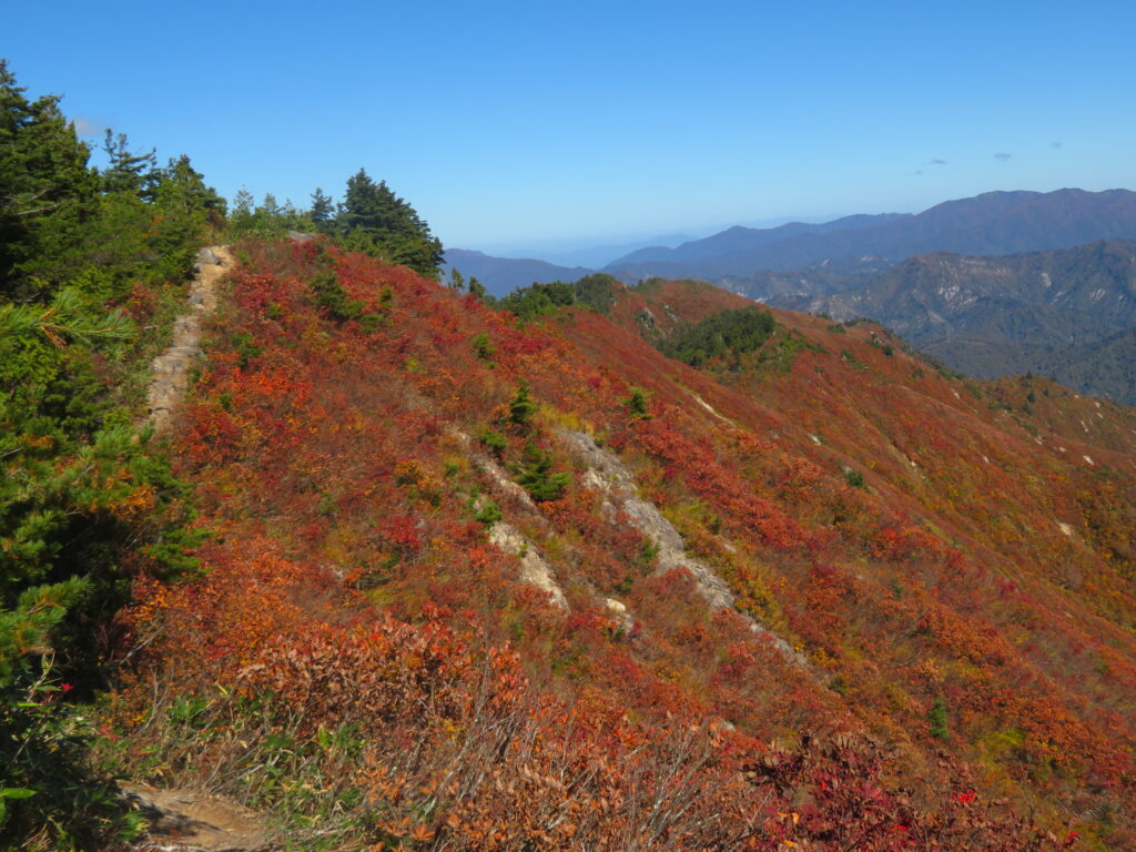 真っ赤ですね🍁