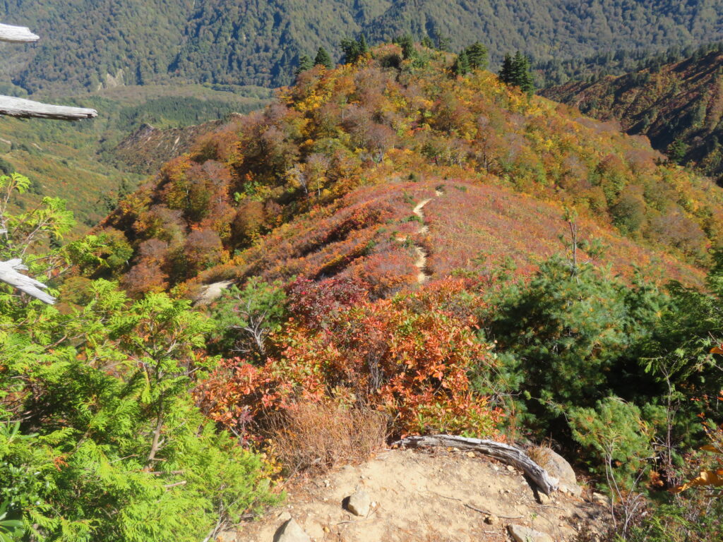 綺麗な登山道