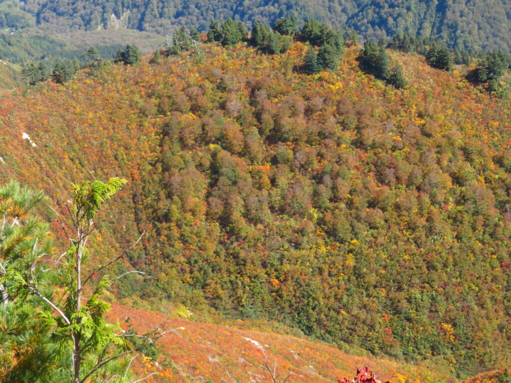 すごい紅葉
