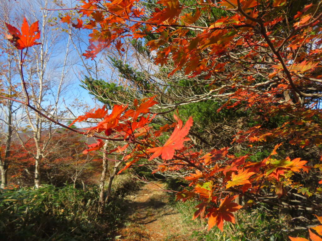紅葉が綺麗🍁